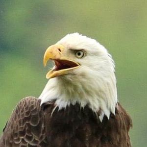 Meet your Posher, Phyllis